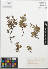 Foto von Salix retusa L.
